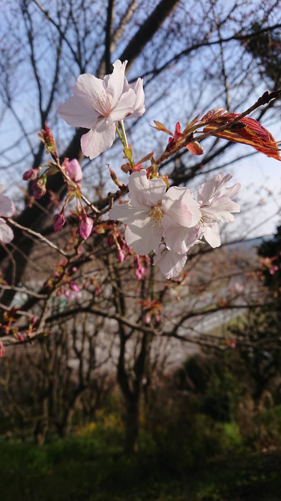 桜の花が咲き、恋の花も咲く