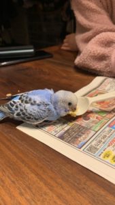 家族が増えました( *´艸｀)